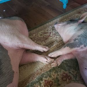 Meet your Posher, Joseph